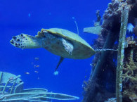 Therapeutic Diving Course in Eilat